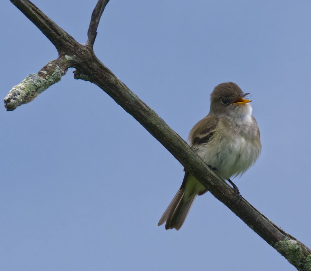 Willow Flycatcher - ML619777492