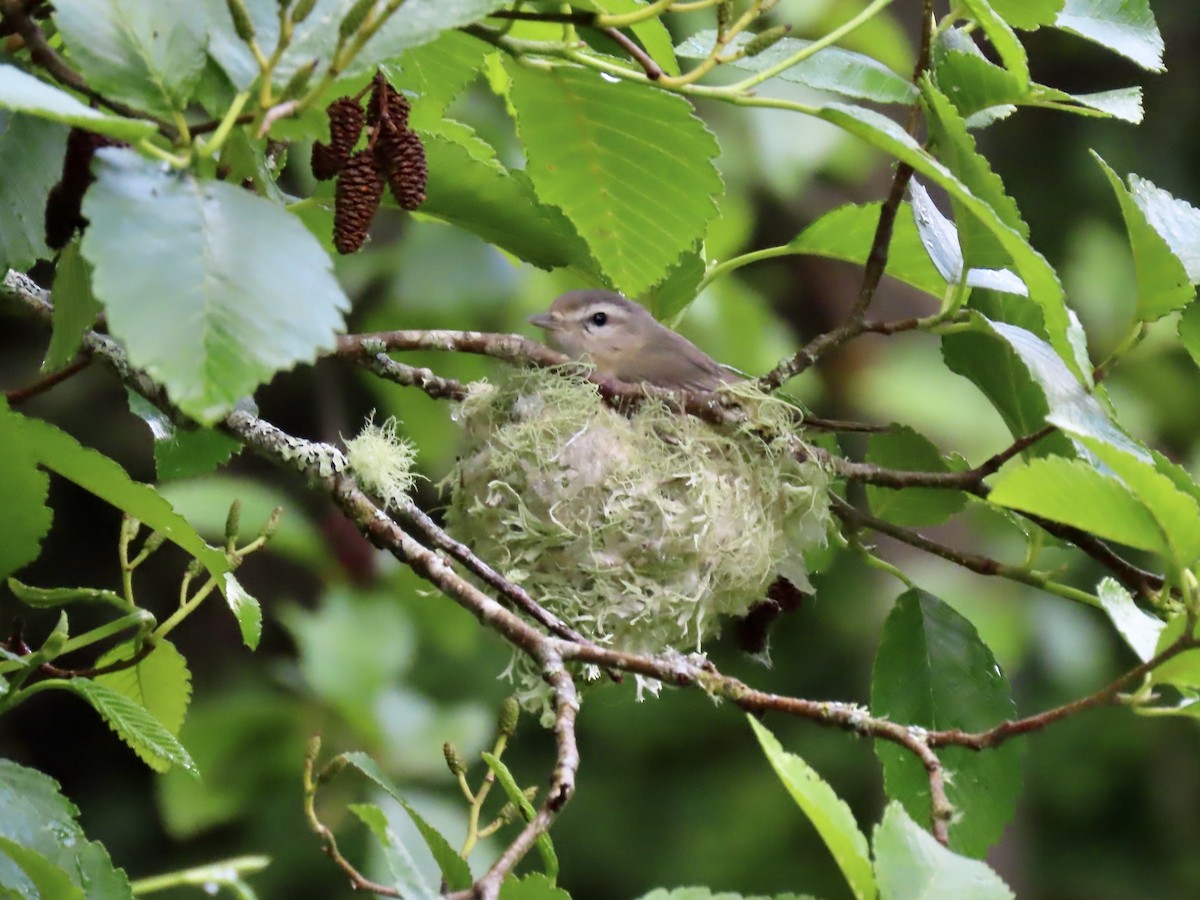 Warbling Vireo - ML619777501