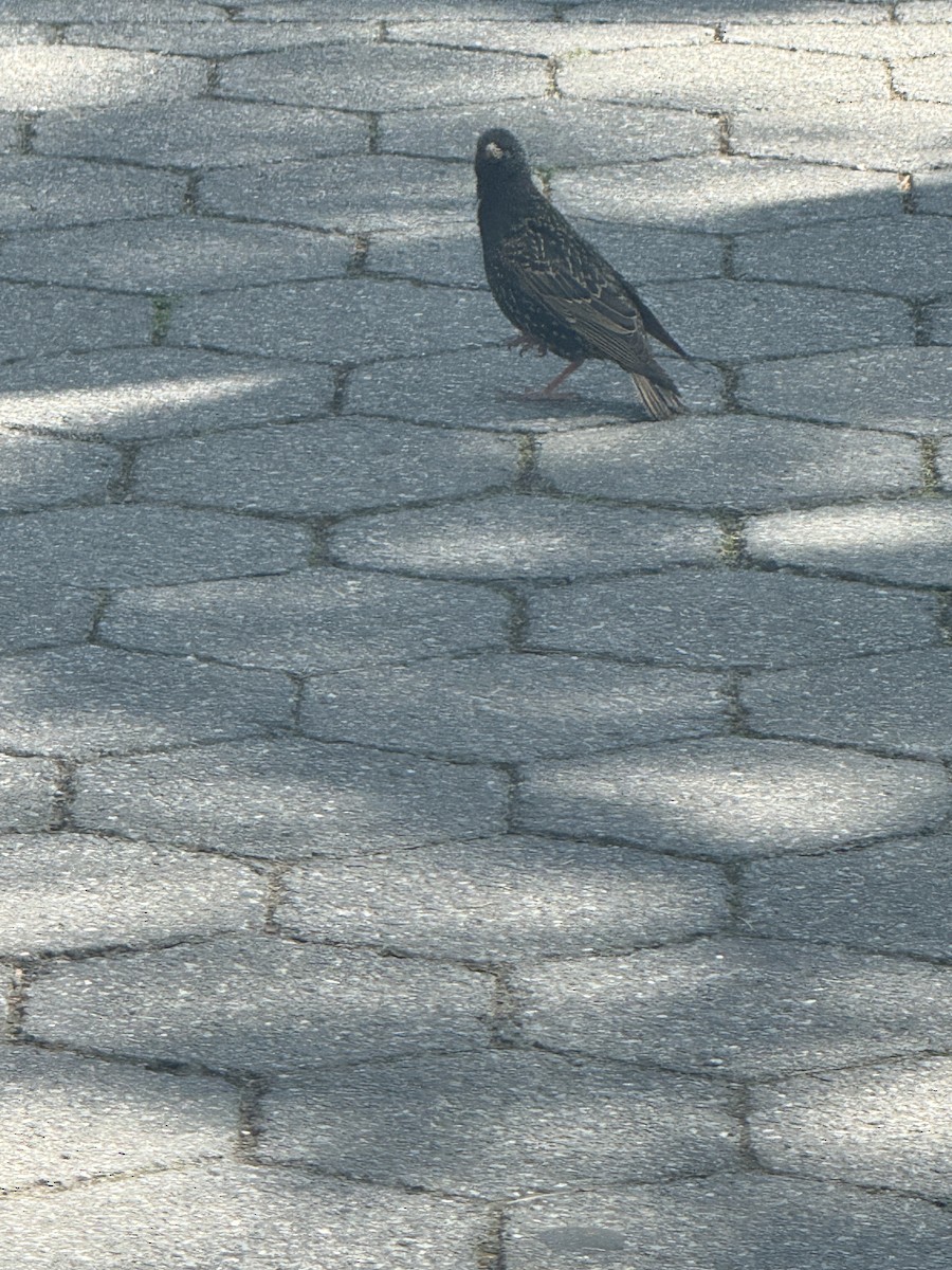 European Starling - ML619777505