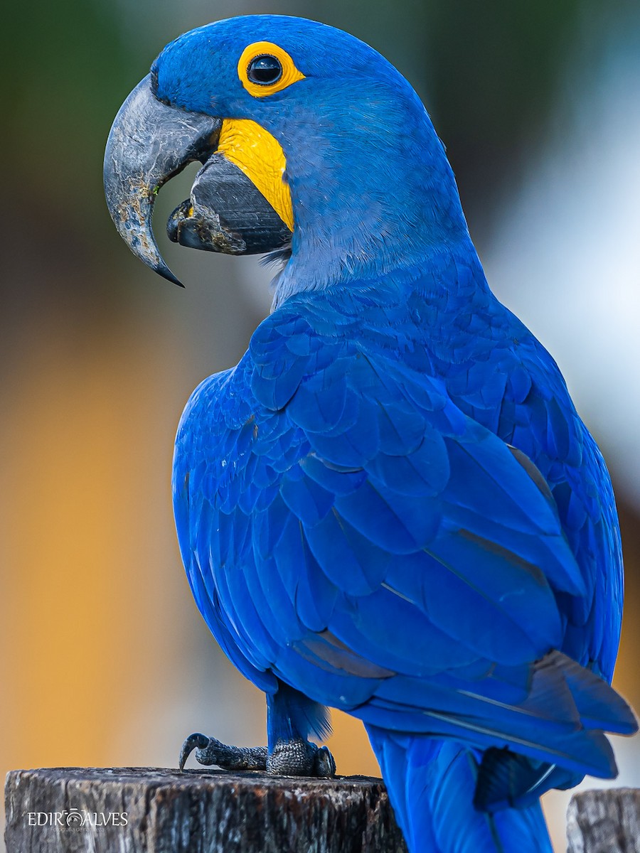 Hyacinth Macaw - ML619777507