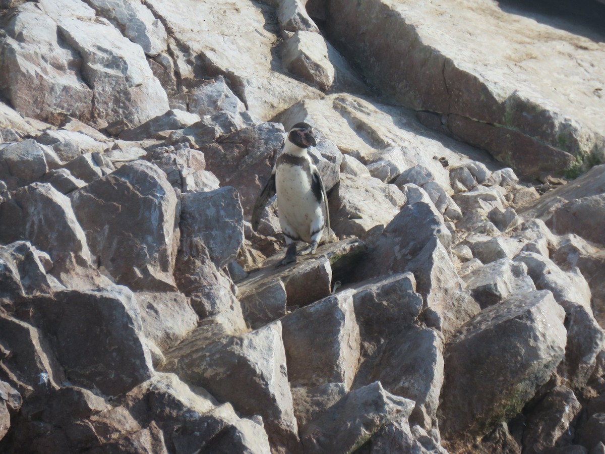 Pingüino de Humboldt - ML619777544