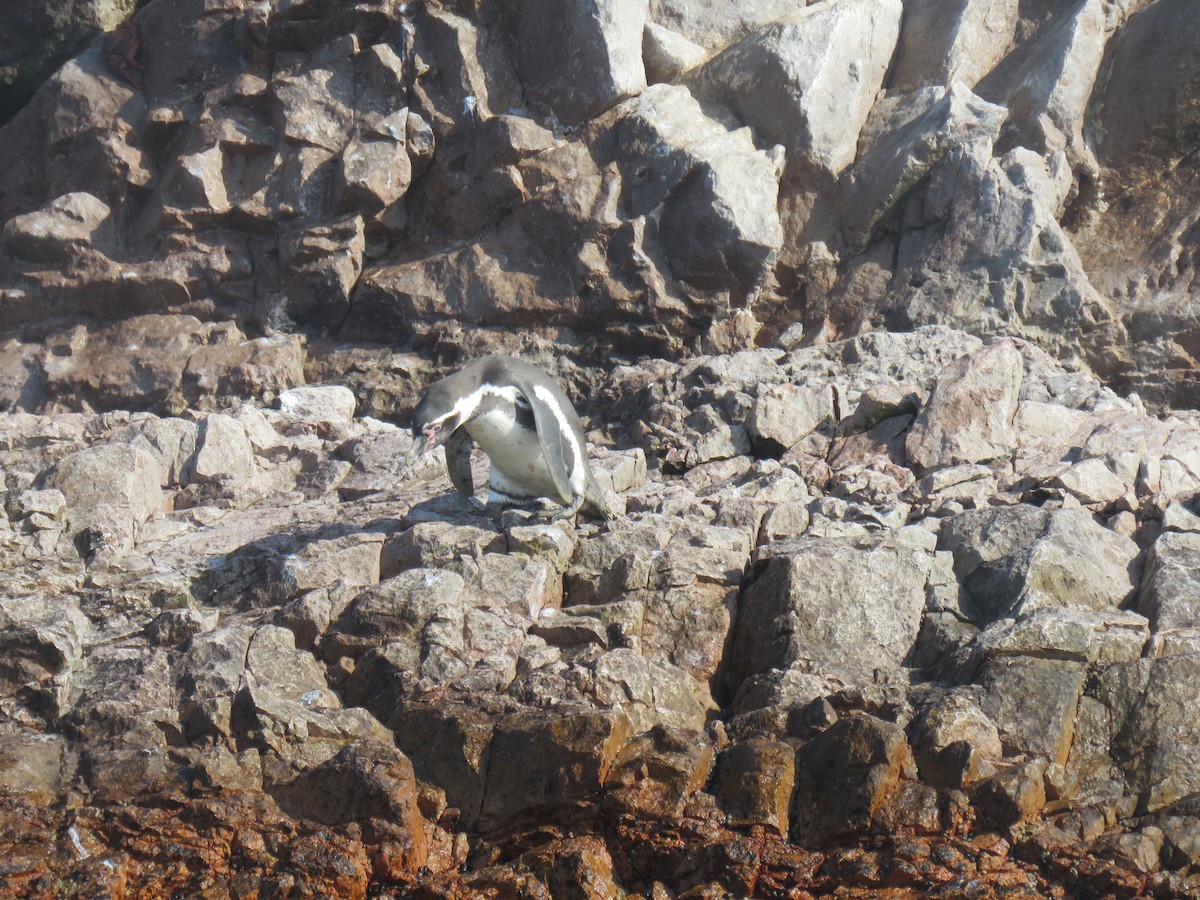 tučňák Humboldtův - ML619777548