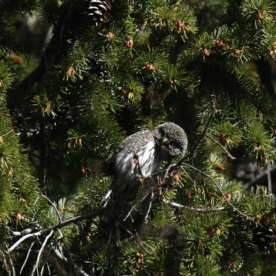 Northern Pygmy-Owl - ML619777556