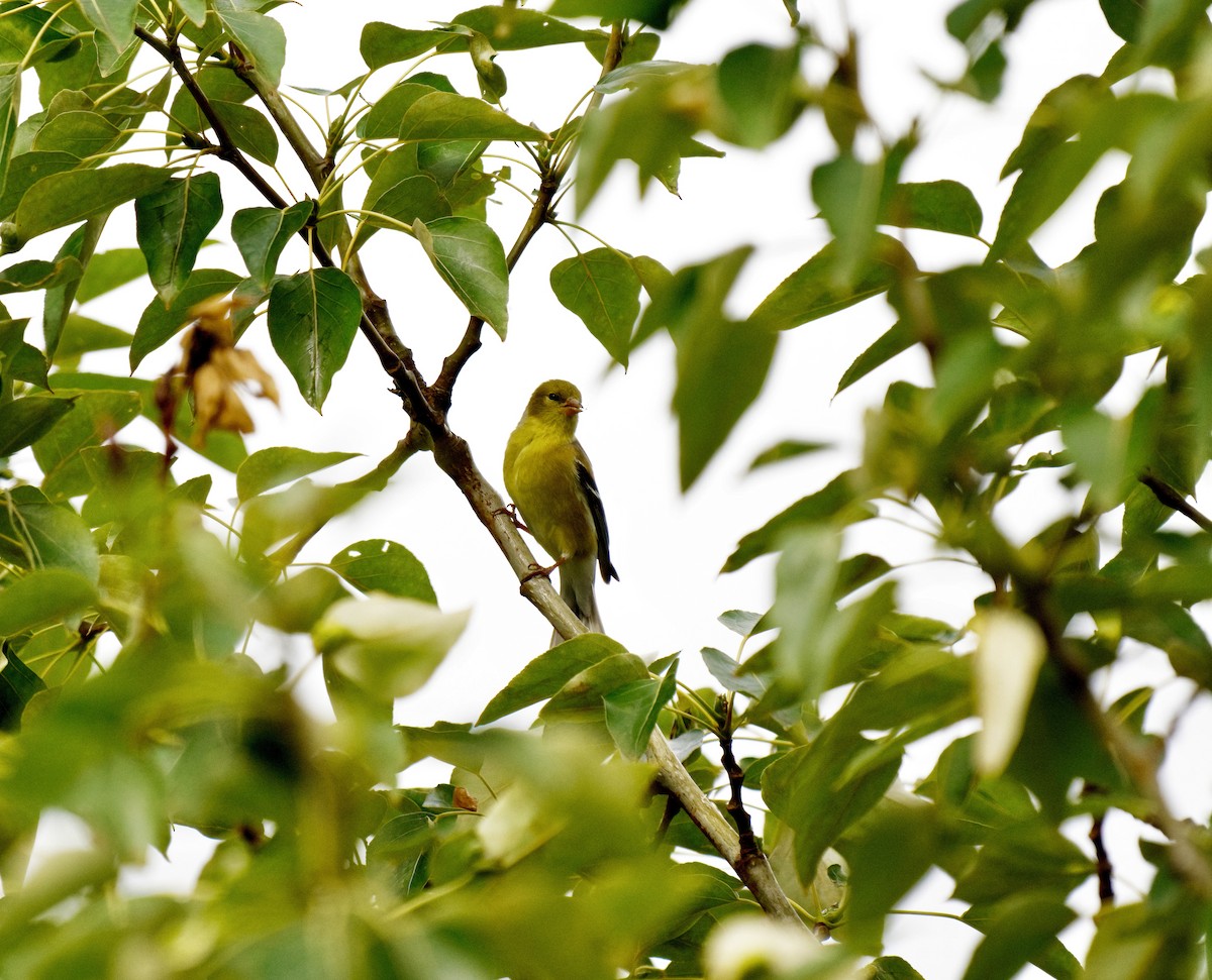 American Goldfinch - ML619777563