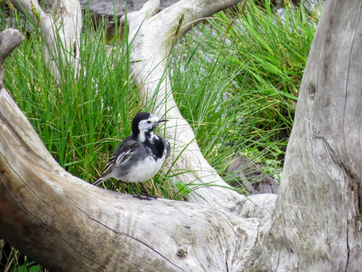 White Wagtail (British) - ML619777564