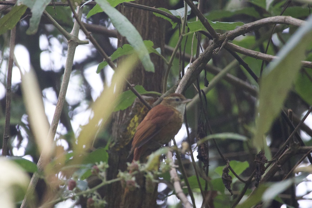 Ruddy Treerunner - ML619777569