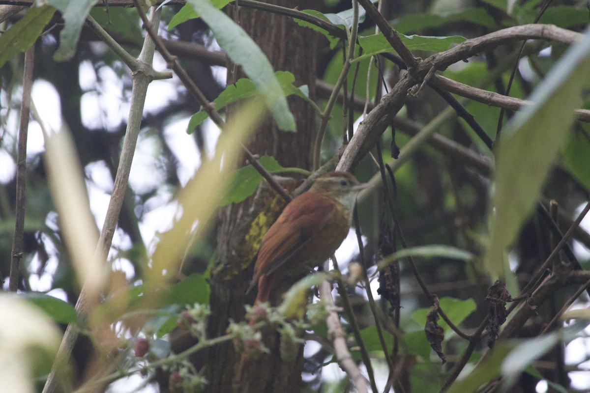 Ruddy Treerunner - ML619777570