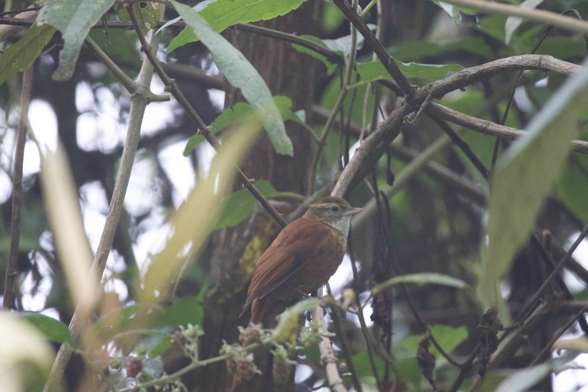 Ruddy Treerunner - ML619777571