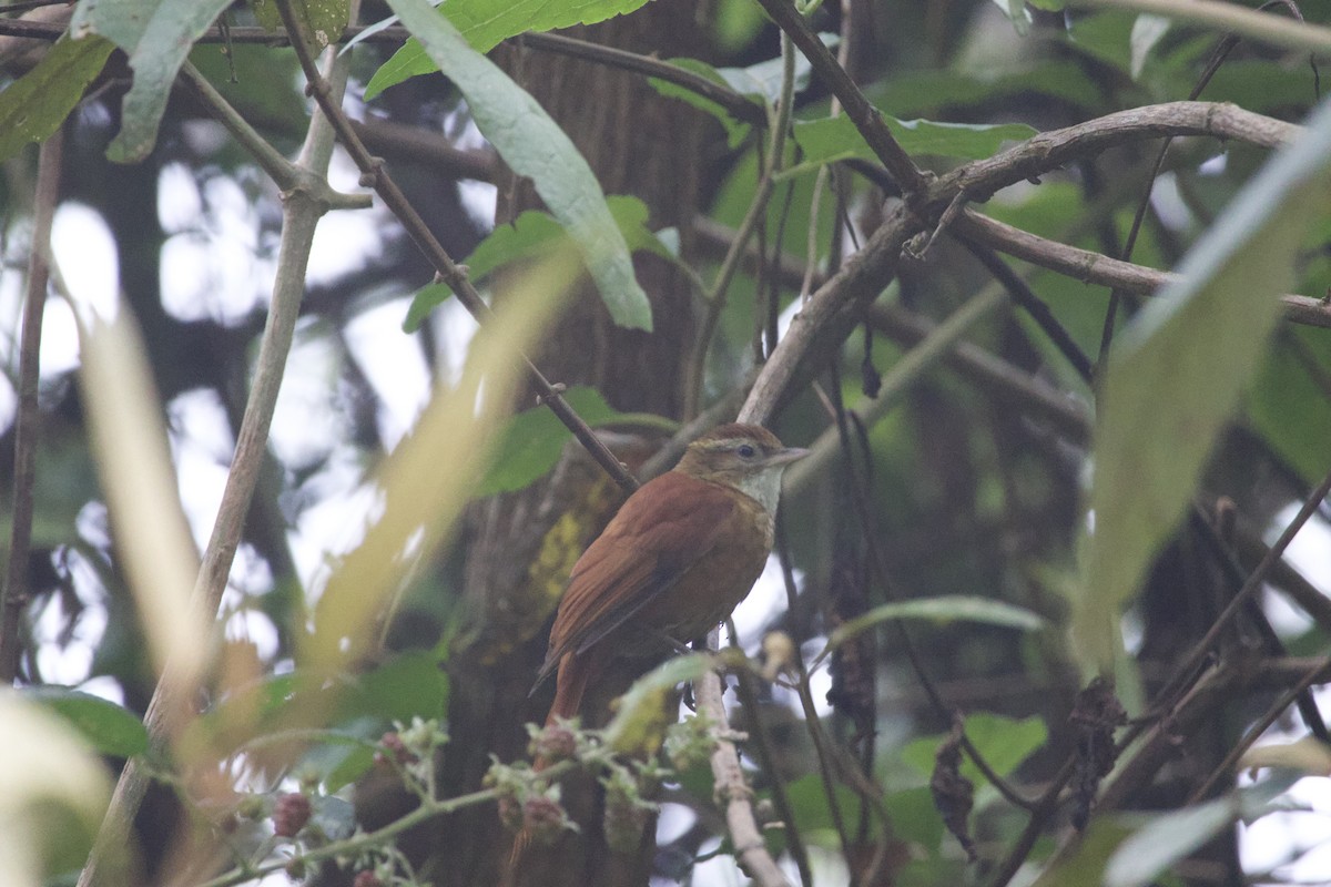 Ruddy Treerunner - ML619777572