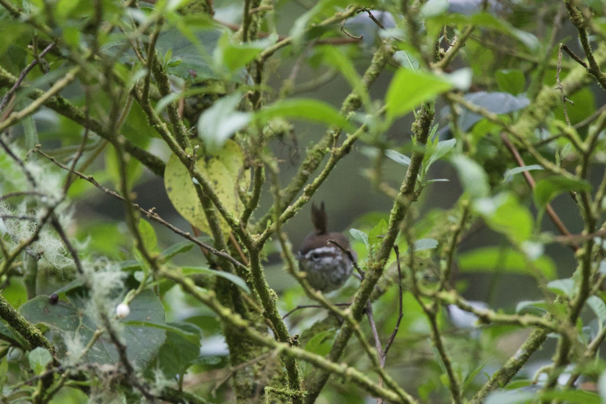 Timberline Wren - ML619777585