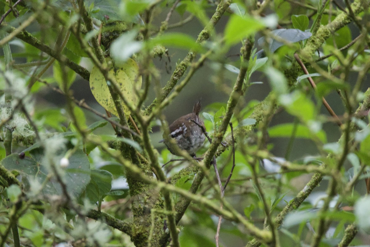 Timberline Wren - ML619777586