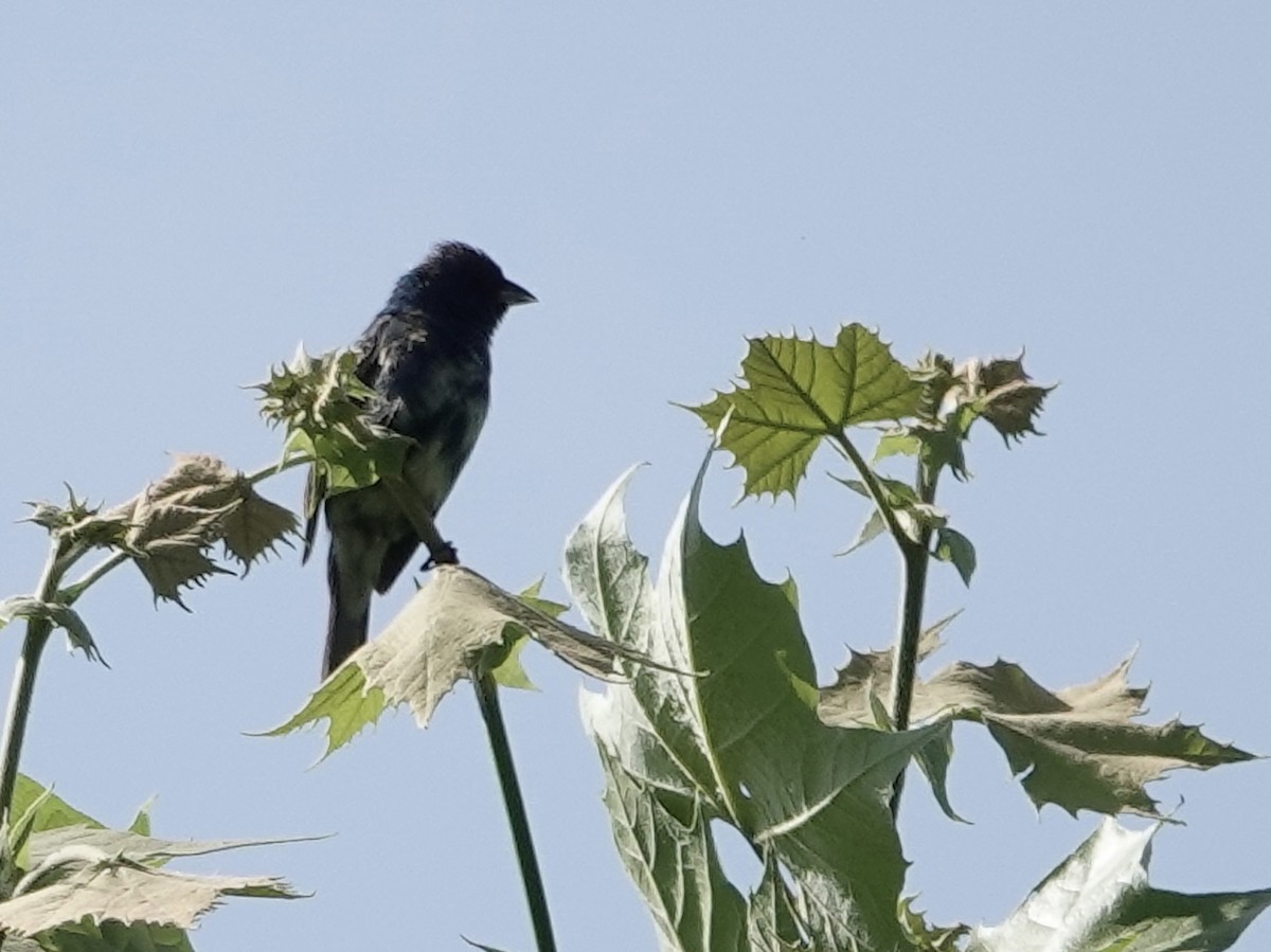 Indigo Bunting - ML619777588