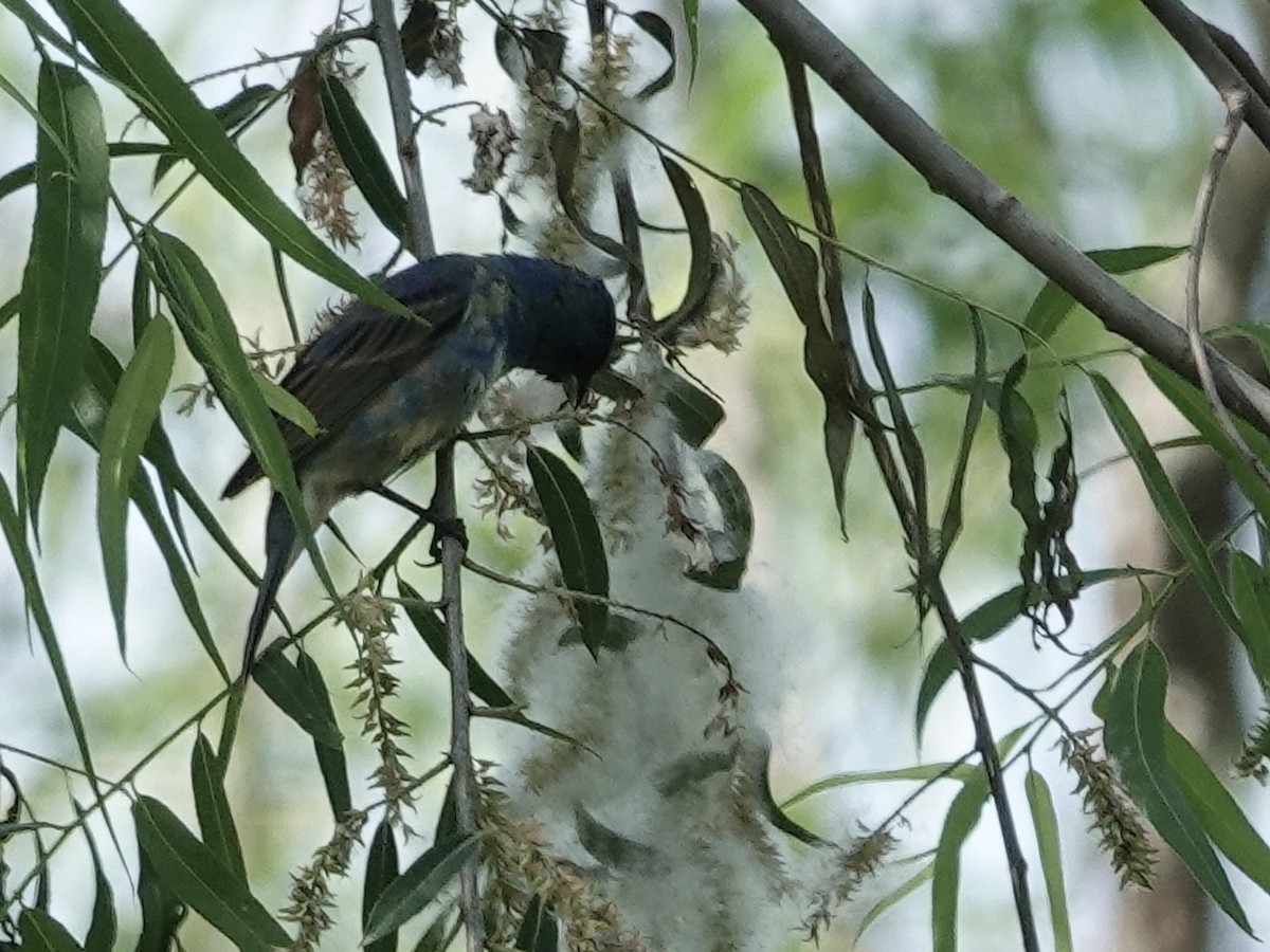 Indigo Bunting - ML619777590