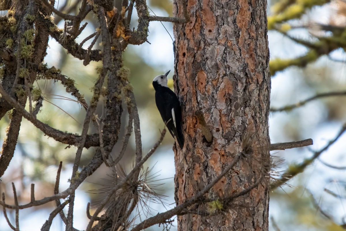 White-headed Woodpecker - ML619777597