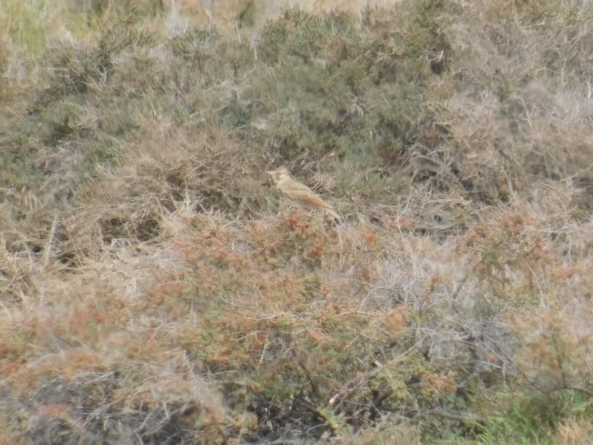 Crested Lark (Crested) - ML619777609