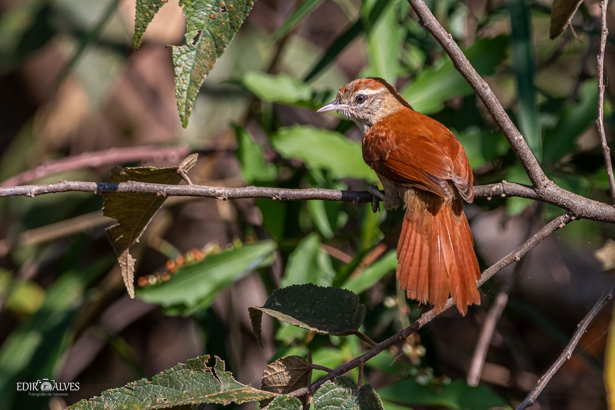 Rusty-backed Spinetail - ML619777612
