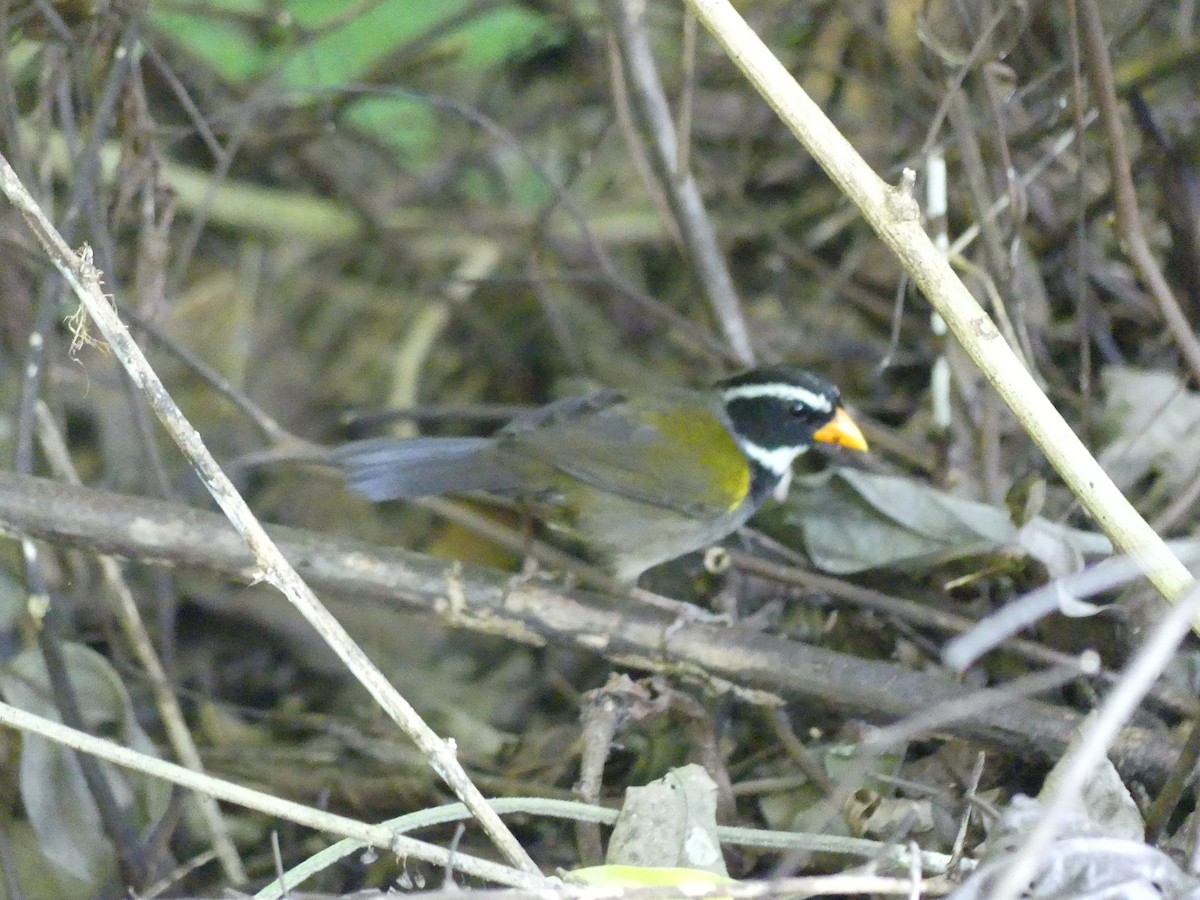 Orange-billed Sparrow - ML619777618