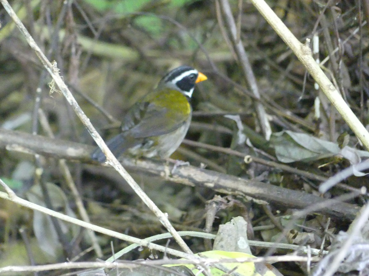 Orange-billed Sparrow - ML619777619