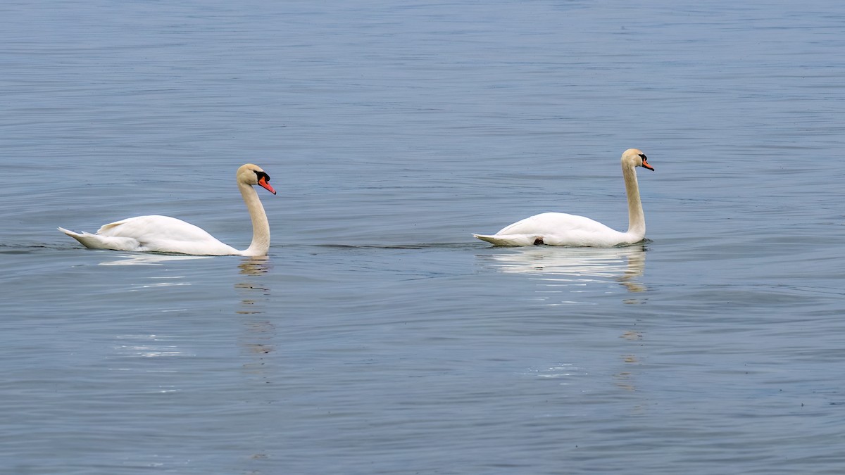 Mute Swan - ML619777623