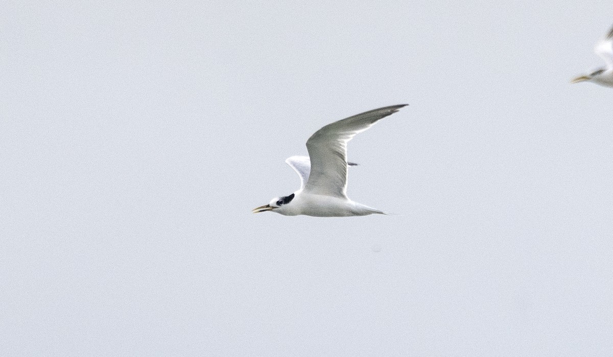 Sandwich Tern - Eduardo Vieira 17