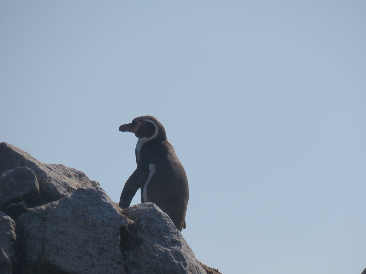 Pingüino de Humboldt - ML619777629