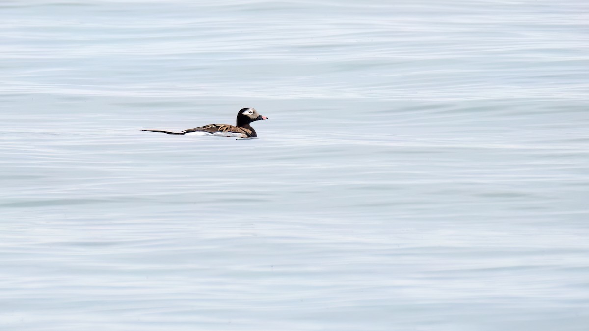 Long-tailed Duck - ML619777638