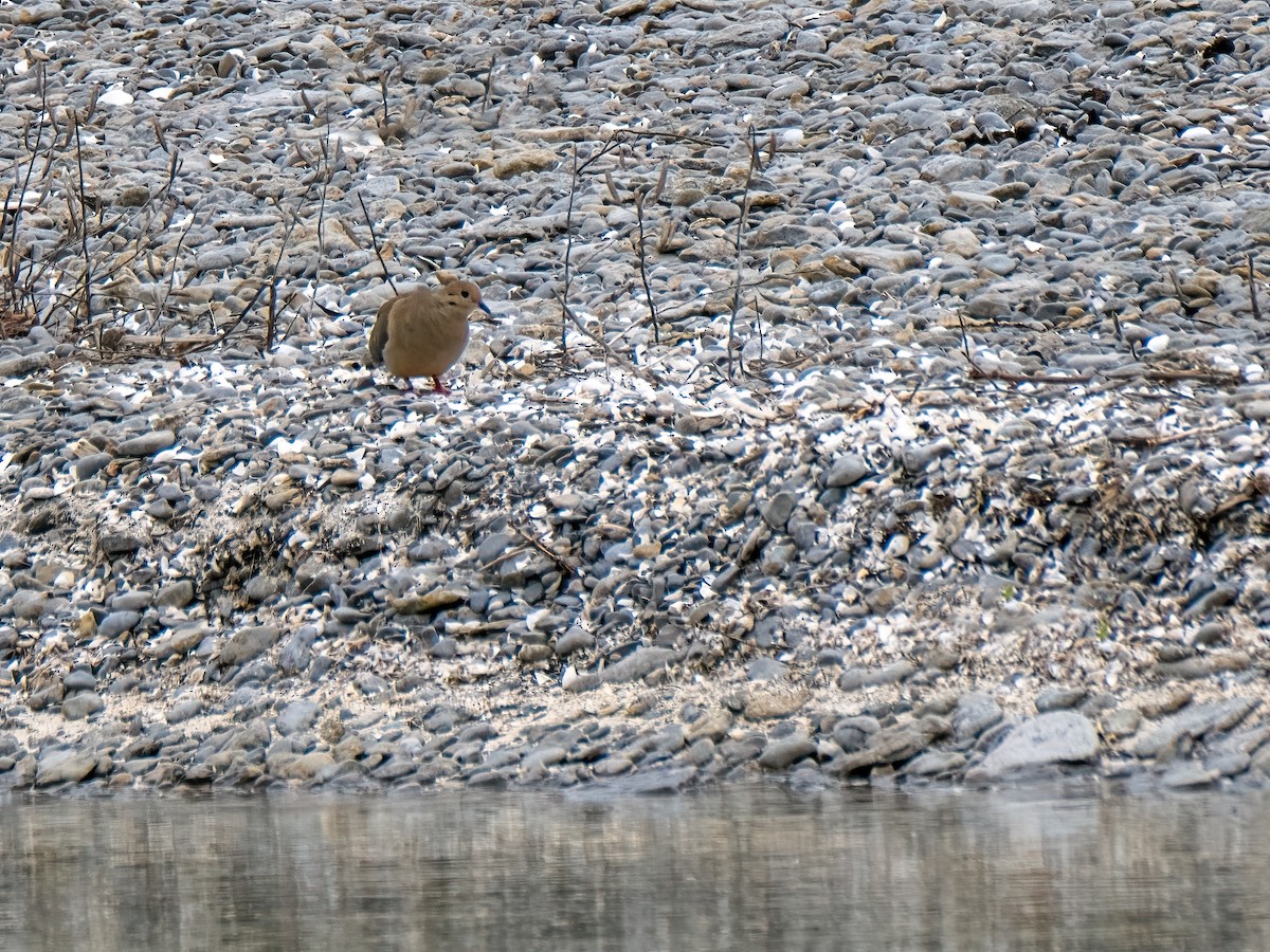 Mourning Dove - Danielle  A