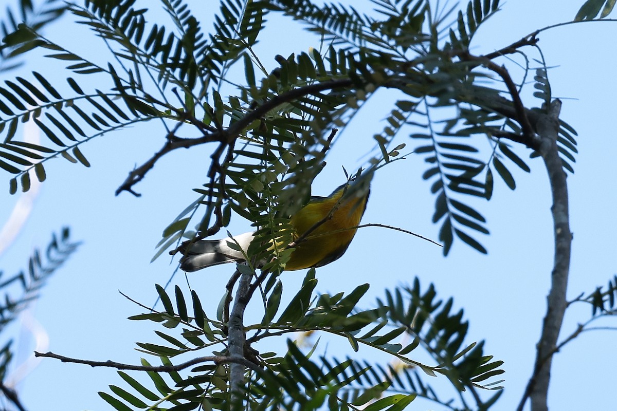 Tropical Parula - ML619777648