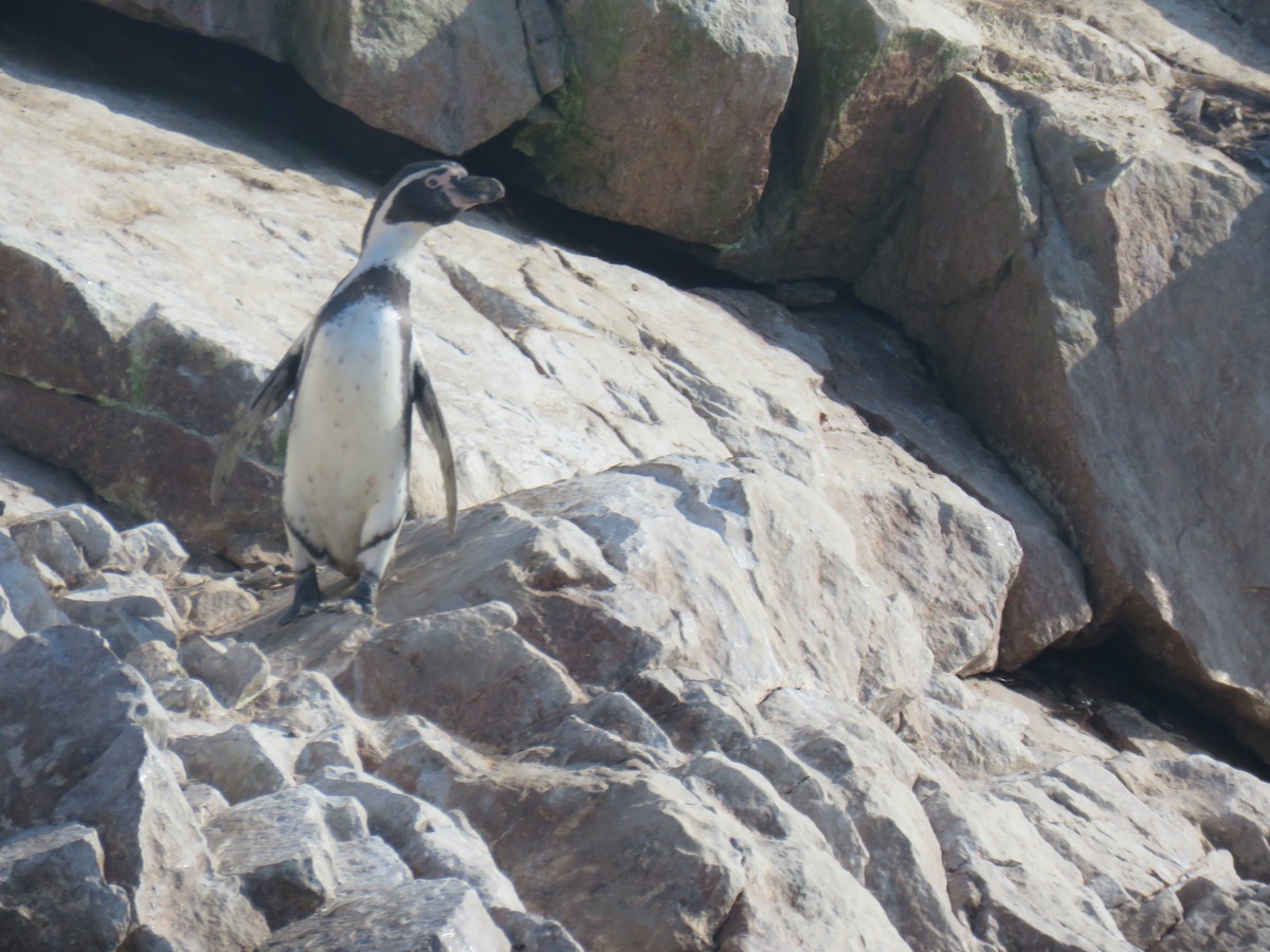 Pingüino de Humboldt - ML619777653