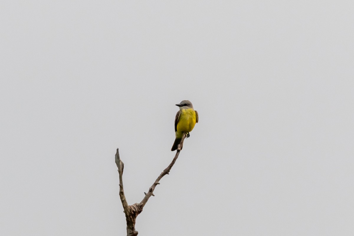 Couch's Kingbird - ML619777689