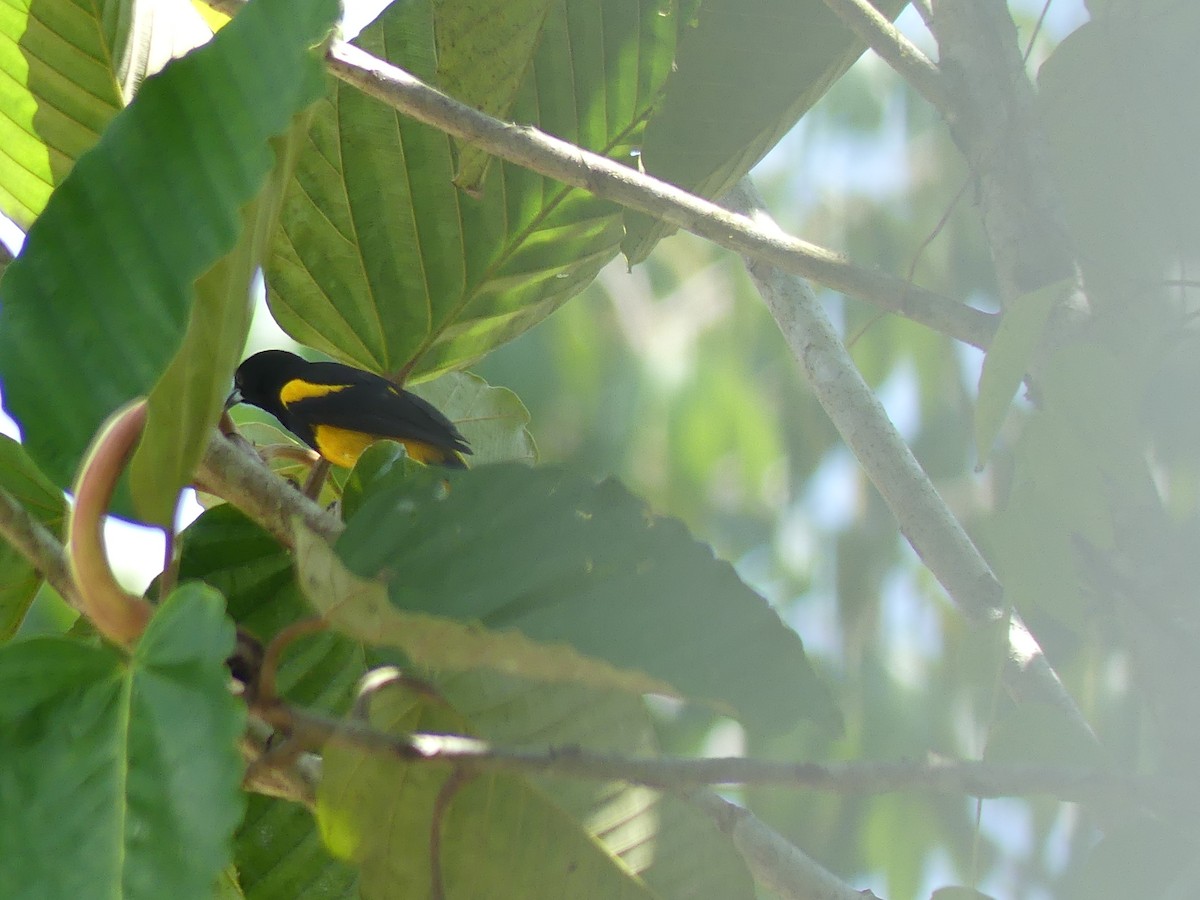 Black-cowled Oriole - ML619777690