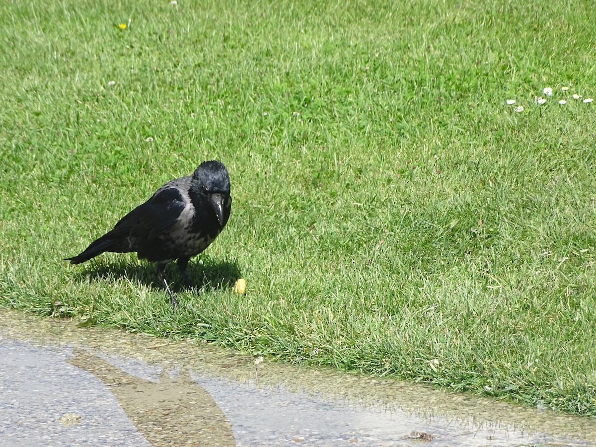 Carrion/Hooded Crow - ML619777695