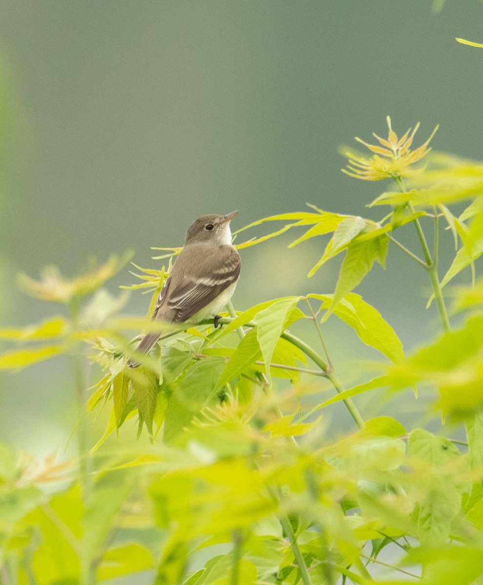 Willow Flycatcher - ML619777704