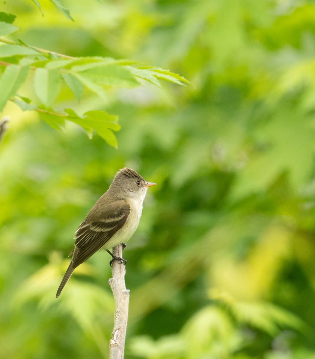 Willow Flycatcher - ML619777709