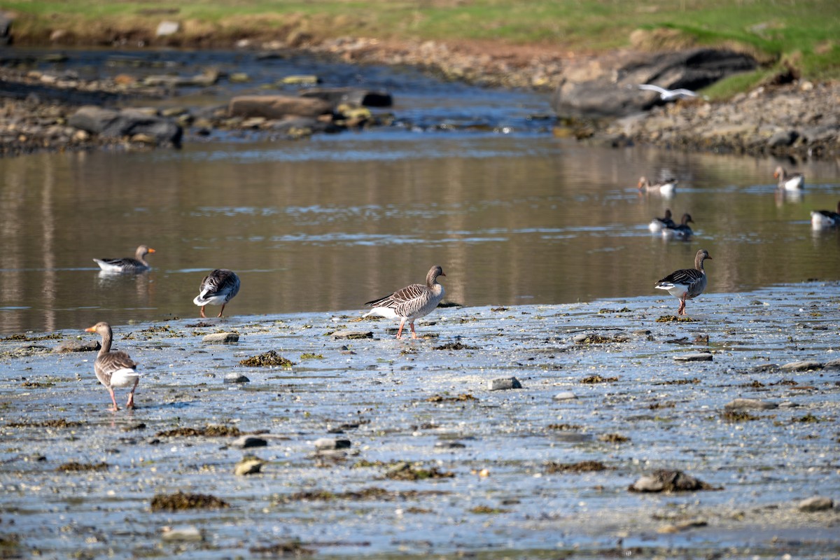 Graylag Goose (European) - ML619777732