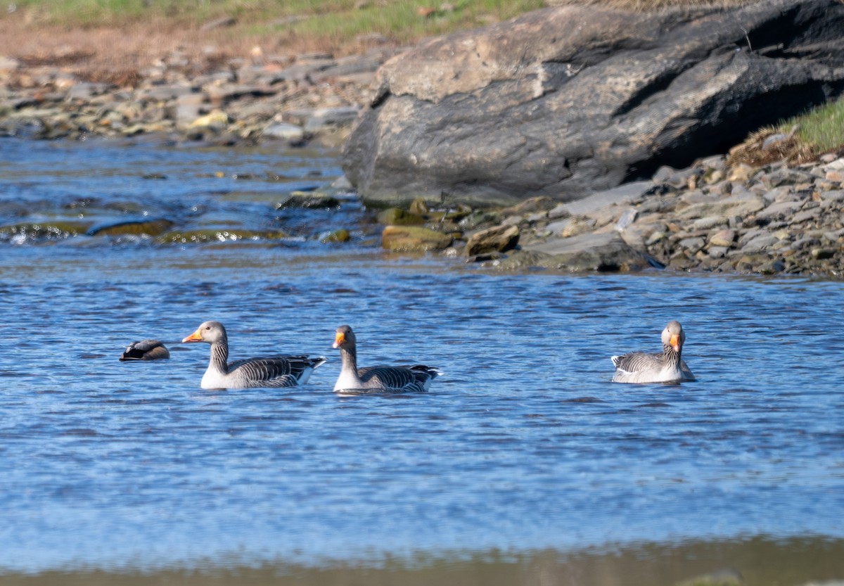 Graylag Goose (European) - ML619777733