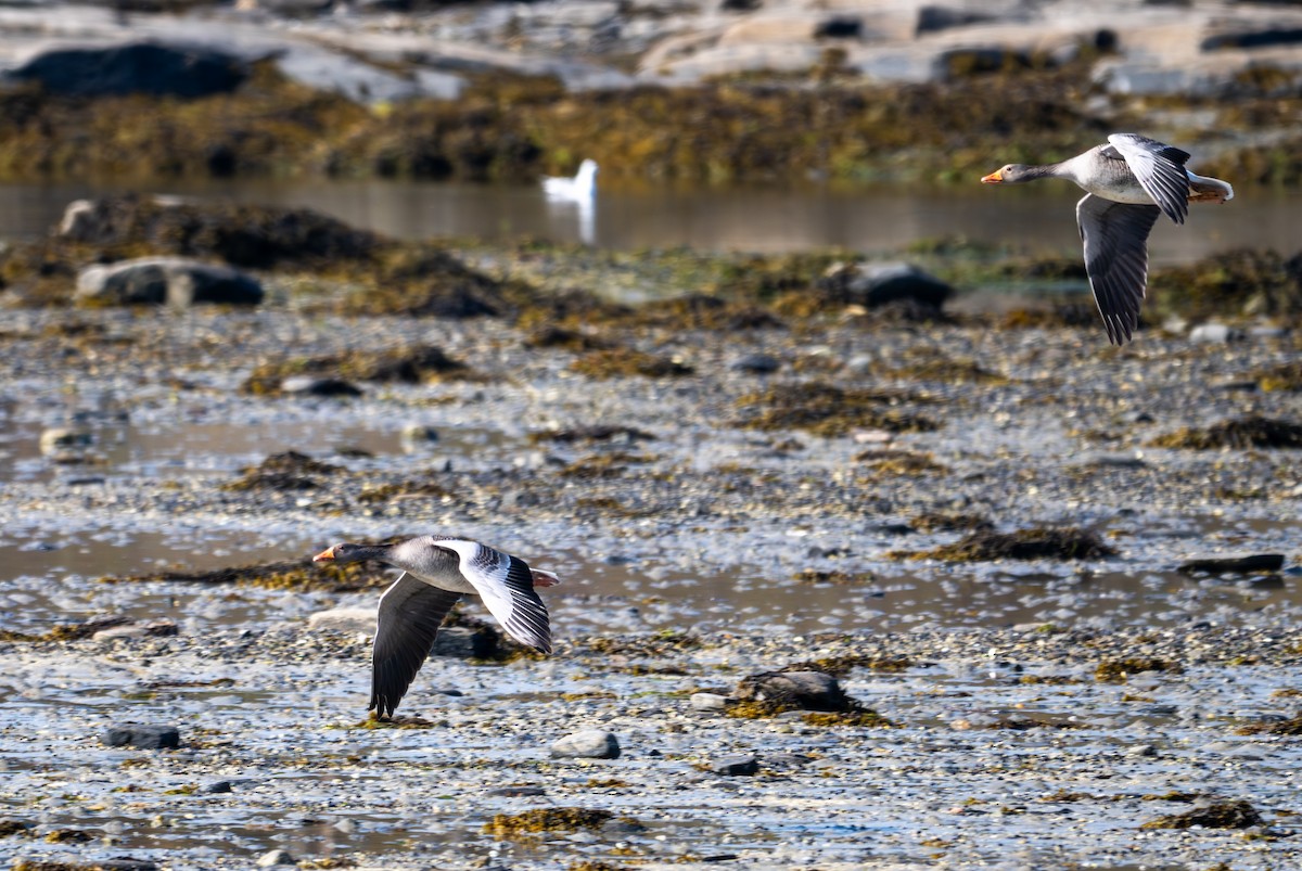 Graylag Goose (European) - ML619777734