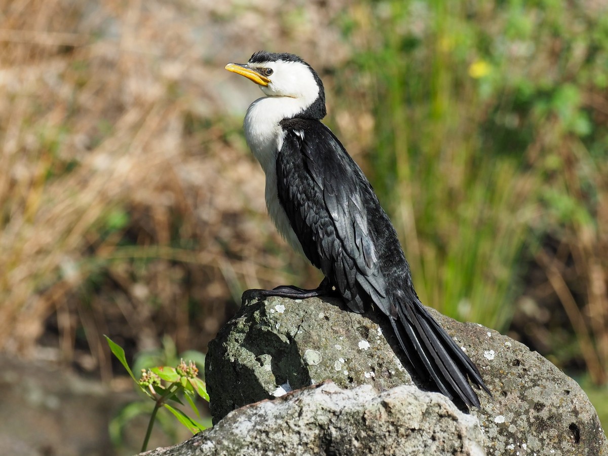 Little Pied Cormorant - ML619777737