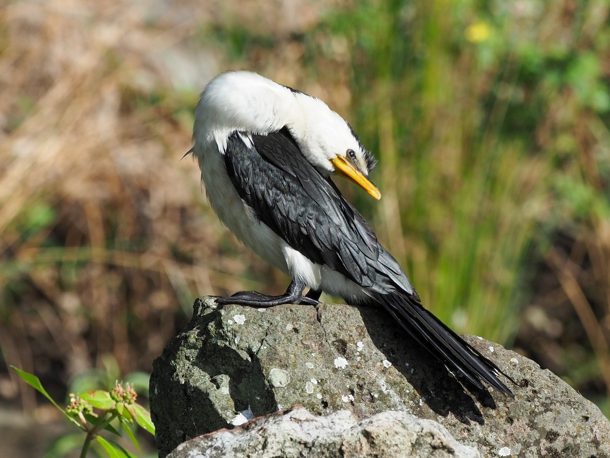 Little Pied Cormorant - ML619777738