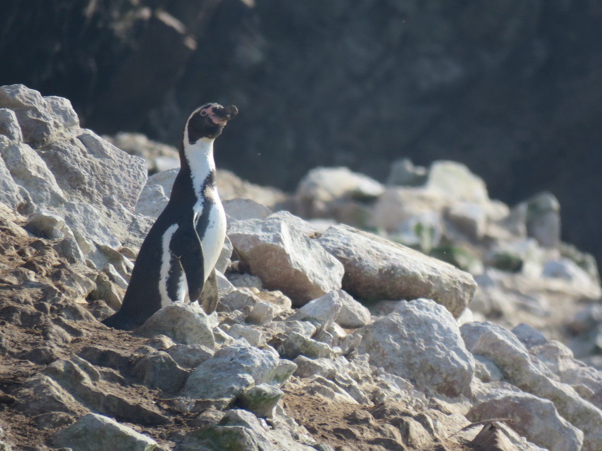 tučňák Humboldtův - ML619777756