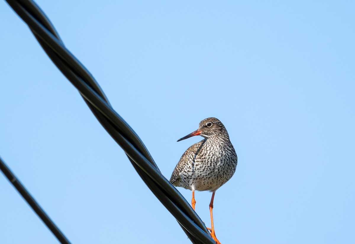 Common Redshank - ML619777766