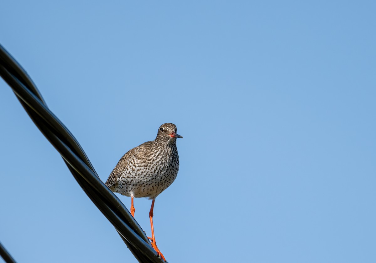 Common Redshank - ML619777767