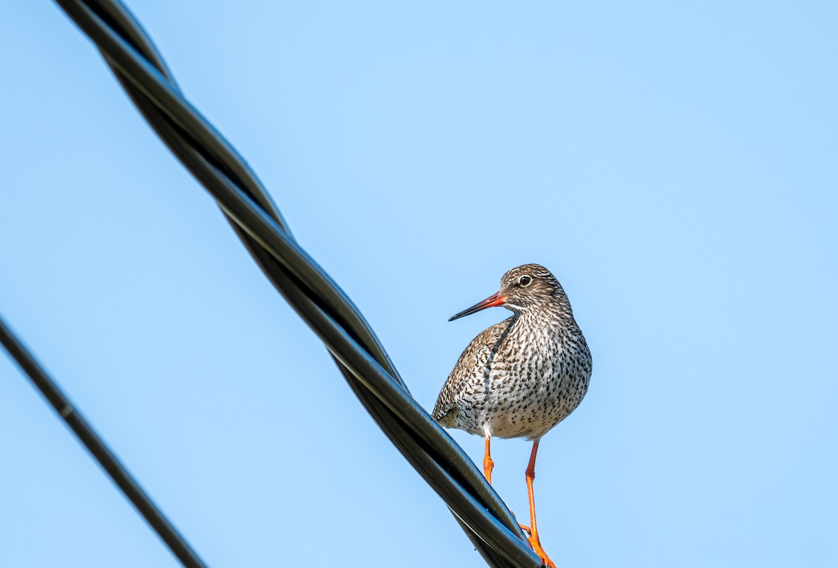 Common Redshank - ML619777768