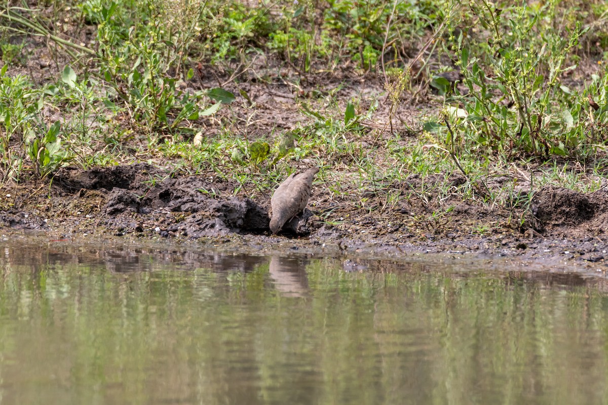 Common Ground Dove - ML619777777