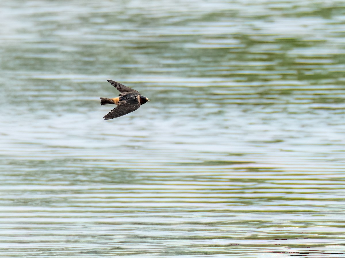 Cliff Swallow - ML619777781