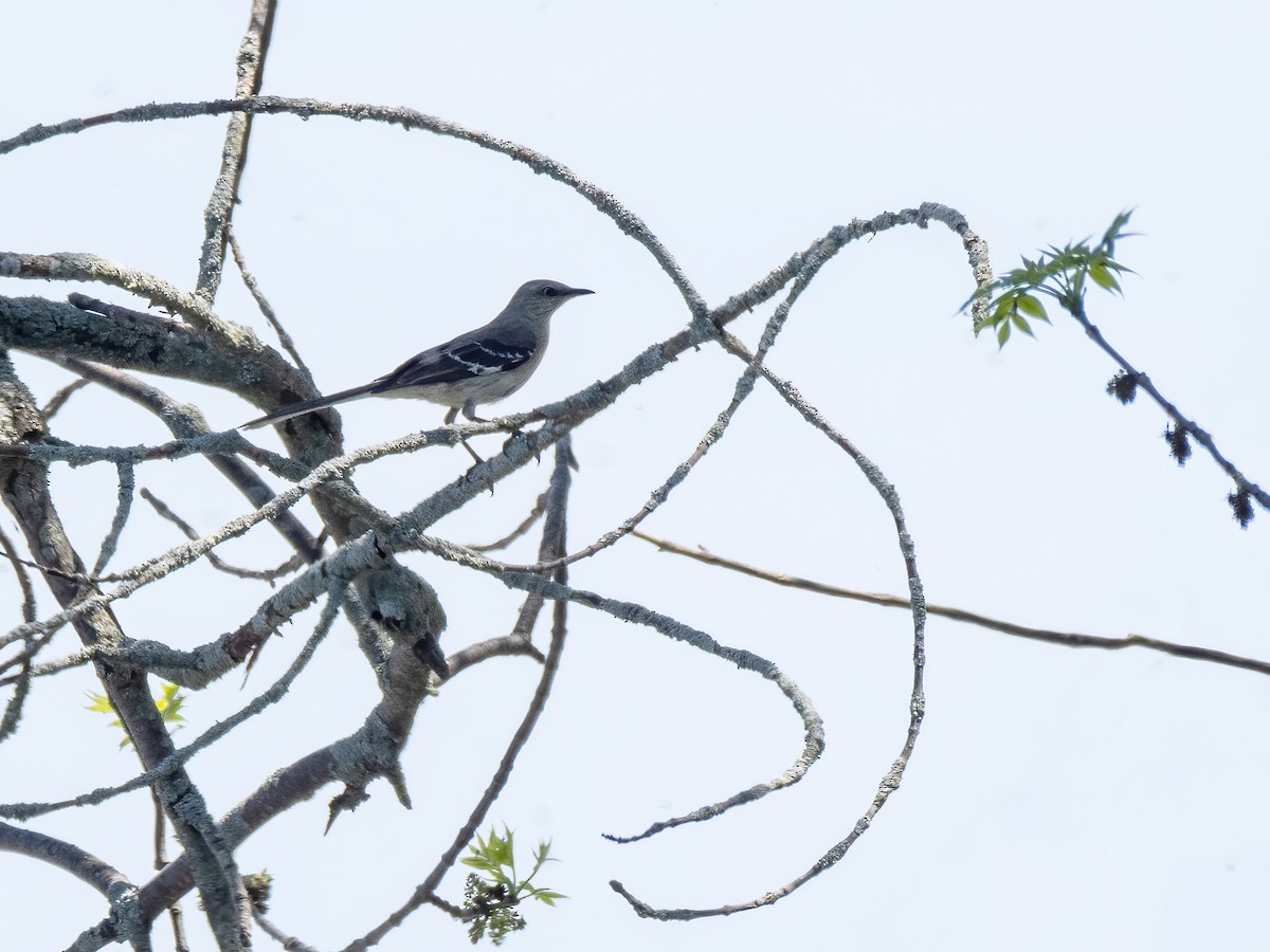 Northern Mockingbird - Danielle  A