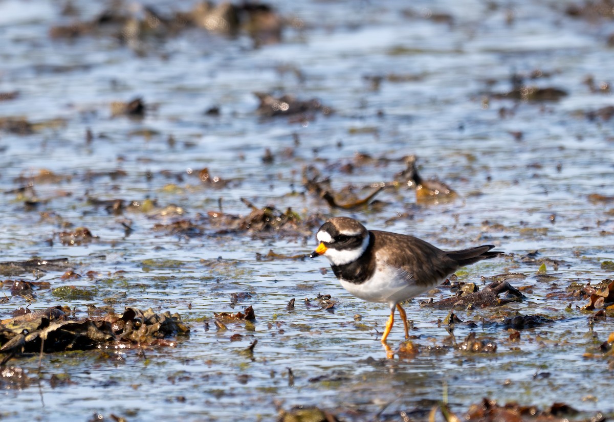 Common Ringed Plover - ML619777794