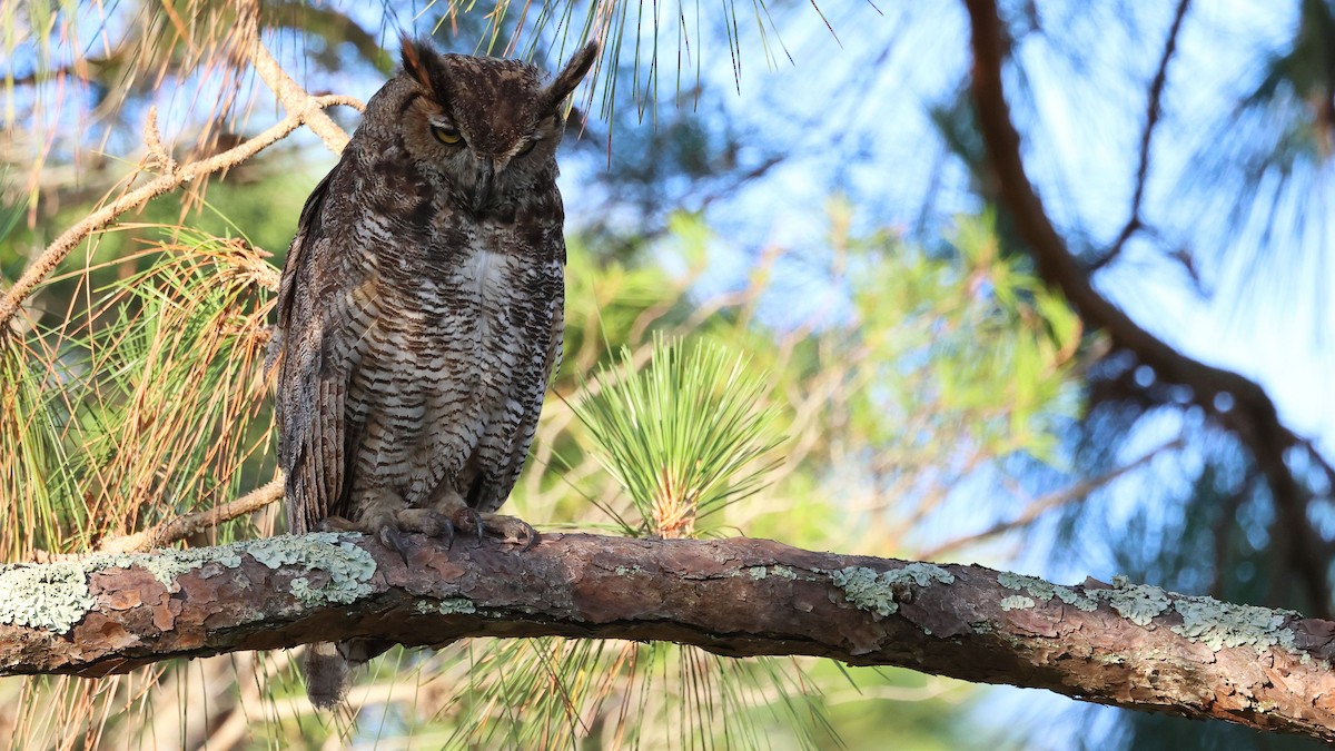 Great Horned Owl - ML619777806