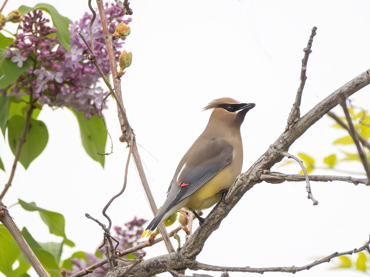 Cedar Waxwing - ML619777807