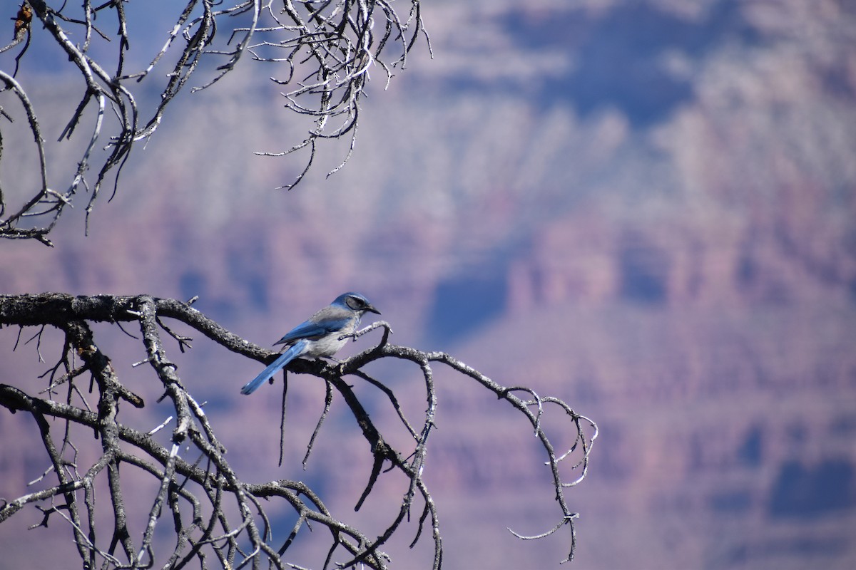 Woodhouse's Scrub-Jay - ML619777819